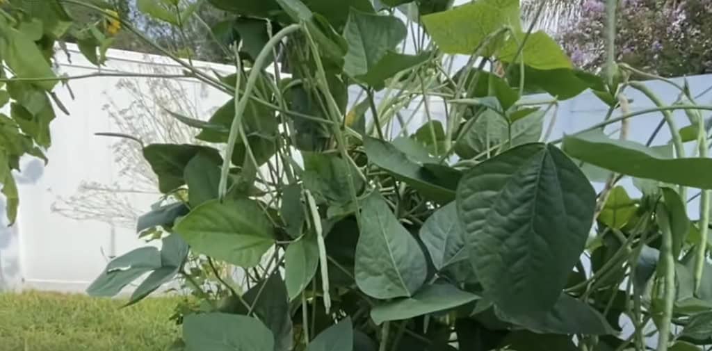 Cowpeas